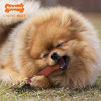 Nylabone Original Bone Power Chew Toy for Dogs, Durable & Tough Dog Toys for Aggressive Chewers, Bacon Flavor, Small - Up to 25 lbs - Up to 25 Ibs, 1 Count
