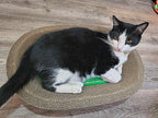 Cardboard Cat Scratchers Pack, Long-Lasting Cardboard Cat Durable Scratching Pads to Protect Furniture, Sturdy Corrugated Design, Safe for Claws (B-Scratcher Oval Pack x 10)