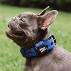 Tuff Pupper Heavy Duty Tactical Dog Collar | 1.25" Wide Ballistic Nylon | Reflective Stitching | Integrated ID Tag Holder | Stainless Steel Buckle | Padded Lining | Small & Medium Dogs (Blue, Small)