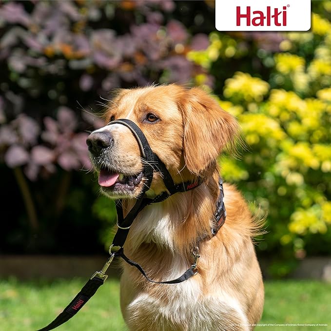 Halti Headcollar Size 4, Black & Halti Training Leash Size Large, Black Combination Pack - Stop Your Dog Pulling on the Leash. Adjustable, Lightweight with Padded Nose Band. Suitable for Large Dogs