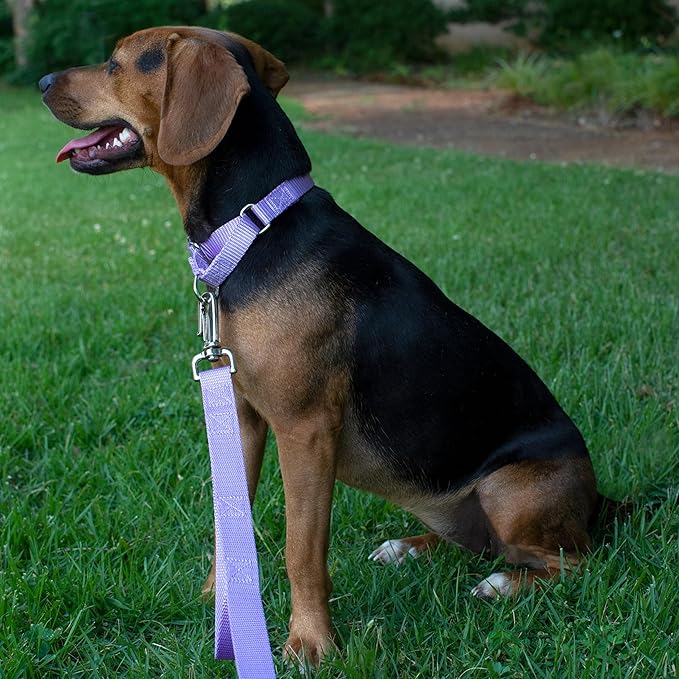 Country Brook Petz - Martingale Dog Collar - Heavy-Duty Training Collar with No Buckle - Service Dog Collar for All Pups - 10+ Cool Colors (Lavender, 3/8 Inch, 2XS)