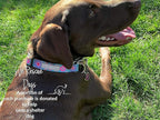 Lucky Love Dog - Adjustable Dog Collar with Easy Click Buckle for Small Dogs, Durable, & Comfortable for Male & Female Dogs, Pet Collar for Puppies & Adult Dogs - Clara, Small