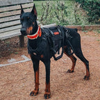 OneTigris Dog Lift Harness for Large Dogs, Dog Hip Support Brace, Full Body Lifter with Handles Invictus Multifunctional Mobility Assistance Vest for Back Legs (Black, Large)