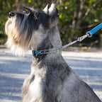 Herm Sprenger Chrome Plated Steel Dog Collar with Quick Release ClicLock Buckle and Biothane Insert Training Collar for Dogs Made in Germany (Cerulean Blue, 16in x 2.25mm(Neck Size up to 13-14in))