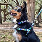 Pawtitas Multicolor Step-in Dog Harness – Adjustable No-Pull Vest for Puppies to Seniors, Safe & Comfortable S Teal/Pink/Purple