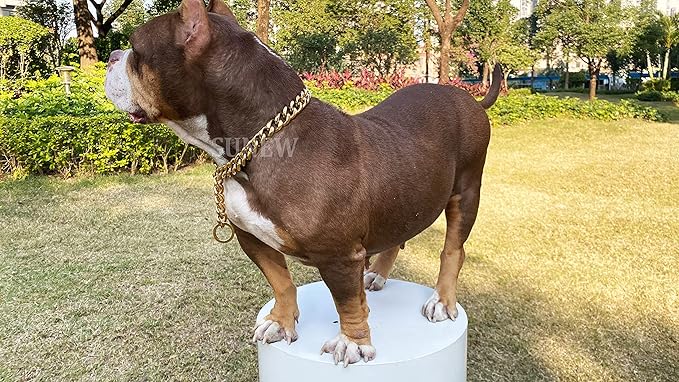 19mm Wide Adjustable Pet Training Collar for Outdoor Activities, Stainless Steel Pet Chain, Gold, Suitable for Medium to Large Dogs, Pit Bulls, Bulldogs, Doberman Pinschers, Rottweilers.