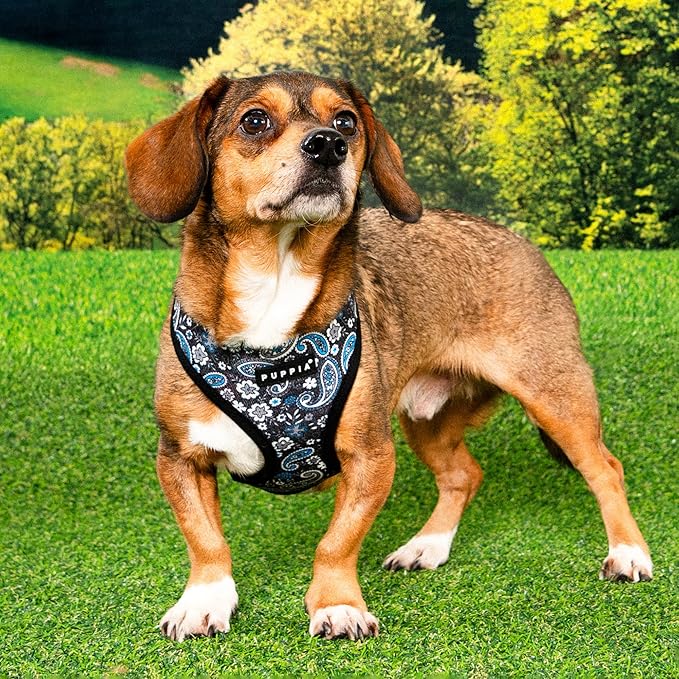 Puppia Cynthia Dog Harness A (Over-The-Head) Fashionable Paisley Pattern Spring Summer Harness for Small and Medium Dogs, Black, X-Large