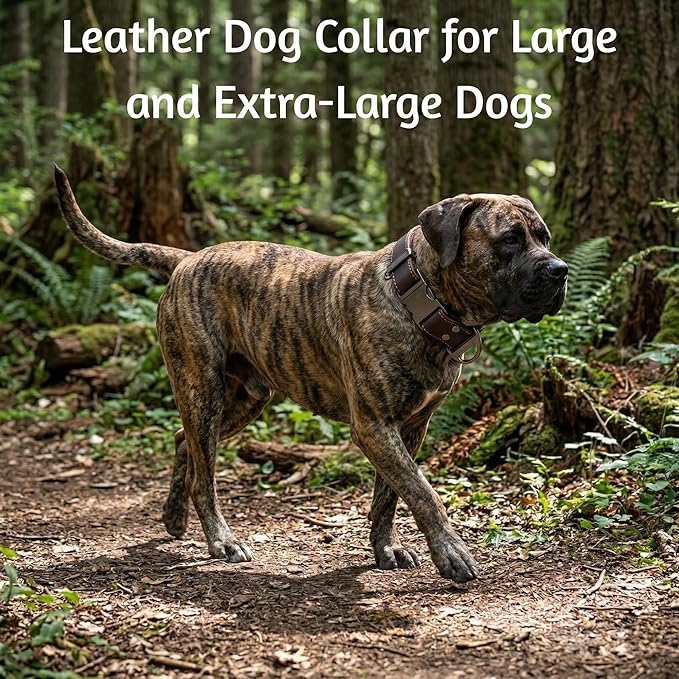ADITYNA Leather Dog Collar with Metal Buckle - Heavy-Duty, Adjustable for Large & Extra Large Dogs - Walking & Training (Brown, Fits 19-30" Necks)
