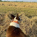 ADITYNA Heavy Duty Dog Collar for Large Dogs - Camo Orange Collar with Handle for Training, and Walking - Wide, Thick, Tactical, Soft Neoprene Padded