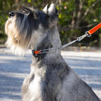Herm Sprenger Chrome Plated Steel Dog Collar with Quick Release ClicLock Buckle and Biothane Insert Training Collar for Dogs Made in Germany (Hunter Orange, 16in x 2.25mm(Neck Size up to 13-14in))