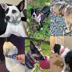 Martingale Dog Collar 1.5 Inch Wide - Bohemian Floral Print Adjustable Nylon No-Pull Training Collar for Medium/Large/XL Dogs, Heavy Duty Design for Walking, Hunting & Outdoor Activities (M)