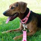 Country Brook Petz - Martingale Dog Collar - Heavy-Duty Training Collar with No Buckle - Service Dog Collar for All Pups - 10+ Warm Colors (Pink, 3/8 Inch, 2XS)
