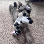 SPOT Skinneeez Crinklers Cow - Stuffing-Free Dog Toy with Crinkle & Squeaker Sounds, Durable for Moderate Chewers, Tug Toy for Small Dogs & Puppies, 14in