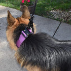 Tactical Dog Collar 2 Inch Wide Thick Heavy Duty Military Style with Metal Buckle, Adjustable for Medium - Large Breeds, Durable K9 Training Gear with Patch Area, USA Flag Patch, Strong and Secure Fit