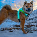 Noxgear LightHound - Revolutionary Illuminated and Reflective Vest for Dogs Including Multicolored LED Fiber Optics (USB Rechargeable, Adjustable, Lightweight, Rainproof) (Medium)