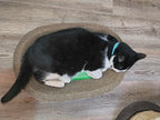 Cardboard Cat Scratchers Pack, Long-Lasting Cardboard Cat Durable Scratching Pads to Protect Furniture, Sturdy Corrugated Design, Safe for Claws (B-Scratcher Oval Pack x 10)