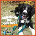 2 Hounds Design - Freedom No-Pull Harness & Training Leash in Green and Blue | Dual Leash Loops, No Pulling on Walks | Lined to Prevent Chaffing | for Large Sized Dogs (Size L, Chest 28”- 32”)