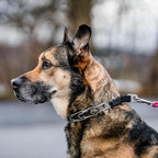 Herm. Sprenger Ultra-Plus Dog Training Prong Collar ClipOn Buckle German Made Stainless Steel (4.0 mm x 23" Neck Size; 20" Chain Length)