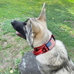 2-Inch Wide Tactical Dog Collar with Control Handle, Adjustable for Medium & Large Dogs, Military Style with Heavy-Duty Metal Buckle, USA Flag Patch & Customizable Name Plate, Training & Everyday Use