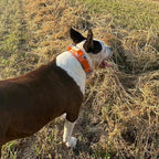 ADITYNA Heavy Duty Dog Collar for Large Dogs - Camo Orange Collar with Handle for Training, and Walking - Wide, Thick, Tactical, Soft Neoprene Padded