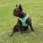 AMTOR Small Dog Harness with Leash Set, No Escape Easy Walk Puppy Harnesses for Training Walking, Step-in Reflective Soft Dogs Vest for XS S Medium Extra-Small Large Sized Dog(Green,XL)