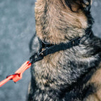 Herm. Sprenger Ultra-Plus Dog Training Prong Collar ClipOn Buckle German Made Black Stainless Steel (3.2 mm x 20" Neck Size; 17" Chain Length)