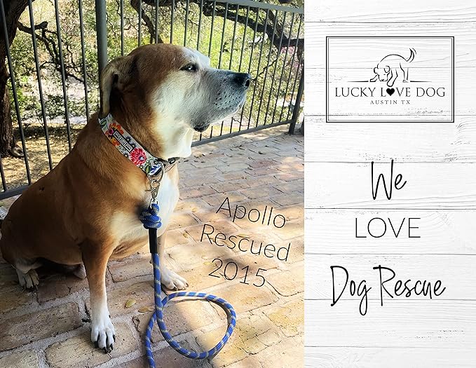 Lucky Love Dog Wide Dog Collar - Adjustable, Durable, Soft Webbing, & Comfortable 1.5 inch Wide Collar for Dogs Male and Female with Strong Buckle - Ladybird, X-Large