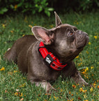 Tuff Pupper Heavy Duty Tactical Dog Collar | 1.25" Wide Ballistic Nylon | Reflective Stitching | Integrated ID Tag Holder | Stainless Steel Buckle | Padded Lining | Small & Medium Dogs (Red, Small)