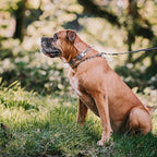 Herm Sprenger Prong Dog Collar with Quick Release ClicLock Buckle for Small Medium Large Dogs Stainless Steel Training No-Pull Collar for Dogs Made in Germany (23in x 3.2mm)