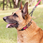 Herm Sprenger Black Stainless Steel Dog Collar with Quick Release ClicLock Buckle O-Ring Biothane Insert Training Collar Made in Germany (Passionfruit Pink, 25in x 4.0mm(Neck Size up to21-22in))