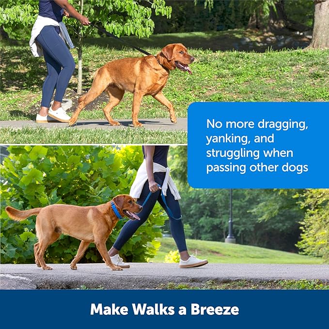 PetSafe Soft Point Training Collar - Comfortable No-Pull Adjustable Quick-Release Collar with Removable Soft Rubber Points - Pain-Free Training for Better Leash Manners - Medium - Blue
