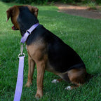 Country Brook Petz - Martingale Dog Collar - Heavy-Duty Training Collar with No Buckle - Service Dog Collar for All Pups - 10+ Cool Colors (Lavender, 1 Inch, Medium)