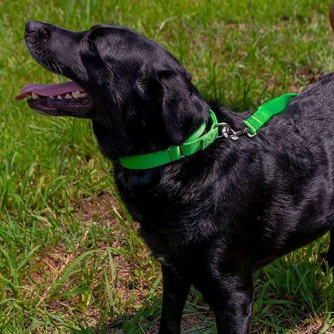 Country Brook Petz - Martingale Dog Collar - Heavy-Duty Training Collar with No Buckle - Service Dog Collar for All Pups - 10+ Cool Colors (Hot Green, 3/8 Inch, 3XS)