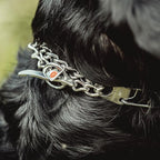 Herm. Sprenger Ultra-Plus Prong Dog Training Collar, Anti Pull Training Pinch Collar, (Stainless Steel, 3.0 mm Short Links x 18" Neck Size; 19-20" Chain Length) - Toggle Version