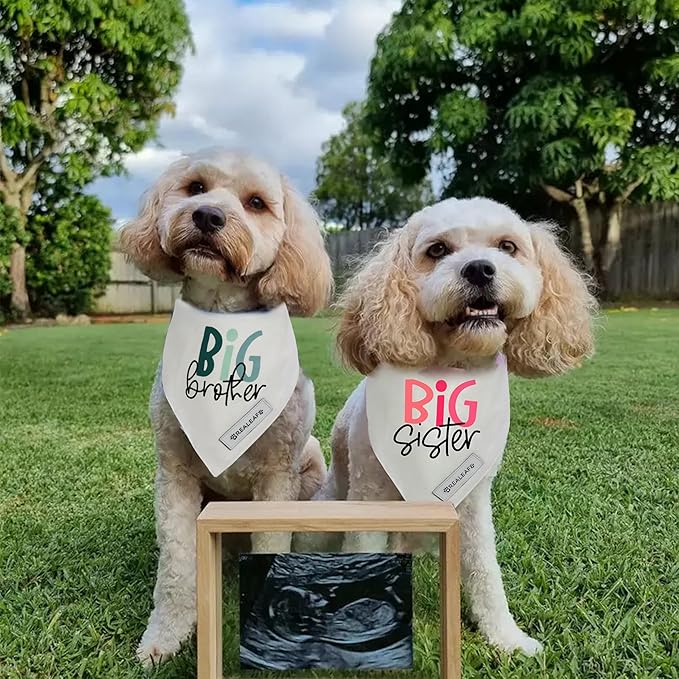 Realeaf Big Brother Big Sister Dog Bandanas Pet Scarf for Medium and Large Dogs New Baby Announcement Pet Accessories Pregnancy Reveal Ideas (Large)