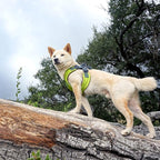 Gooby Escape Free Memory Foam Harness - Green, Large - No Pull Step-in Small Dog Harness with Four Point Adjustment - Perfect on The Go Dog Harness for Medium Dogs No Pull and Small Dogs