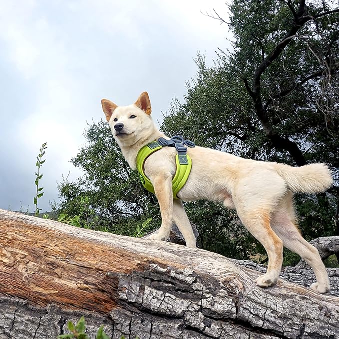 Gooby, Medium Green Memory Foam Escape Free Harness with 4-Point Adjustment for Small Dogs