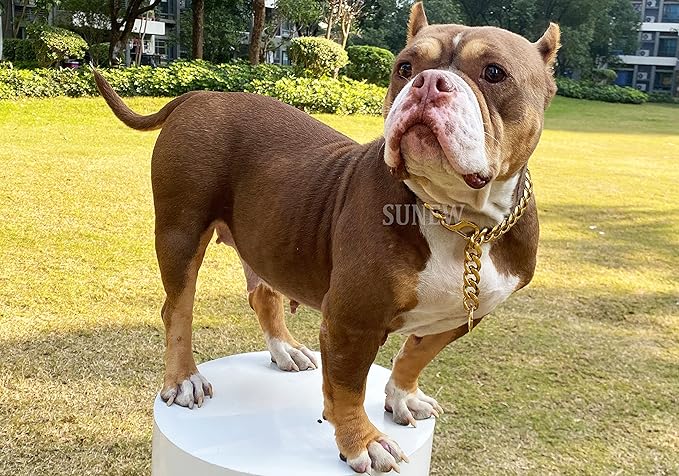 19mm Wide Adjustable Pet Training Collar for Outdoor Activities, Stainless Steel Pet Chain, Gold, Suitable for Medium to Large Dogs, Pit Bulls, Bulldogs, Doberman Pinschers, Rottweilers.
