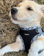 Petank Dog Harness for Small Medium Dogs No Pull, Puppy Harness and Leash Set, Step in Dog Harness for Walking, Running, Training, Small Dog Vest(Black, XS)