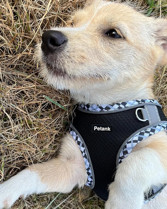 Petank Dog Harness for Small Medium Dogs No Pull, Puppy Harness and Leash Set, Step in Dog Harness for Walking, Running, Training, Small Dog Vest(Black, XS)