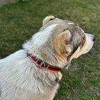 ADITYNA Cotton Dog Collar with AirTag Holder - Heavy-Duty Metal Buckle, Breathable, Easy Adjustable for Large & Extra-Large Breeds - for Walking, Training (Vintage Stripes, Fits 19-30" Necks)