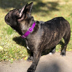 Country Brook Petz - Martingale Dog Collar - Heavy-Duty Training Collar with No Buckle - Service Dog Collar for All Pups - 10+ Cool Colors (Purple, 1 Inch, Large)