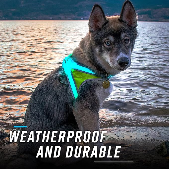 Noxgear LightHound (Large) + Wrist Light – Illuminated and Reflective Harness for Dogs Including Multicolored LED Fiber Optics (USB Rechargeable, Adjustable, Lightweight, Rainproof)