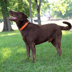 Country Brook Petz - Martingale Dog Collar - Heavy-Duty Training Collar with No Buckle - Service Dog Collar for All Pups - 10+ Warm Colors (Orange, 1 Inch, Large)