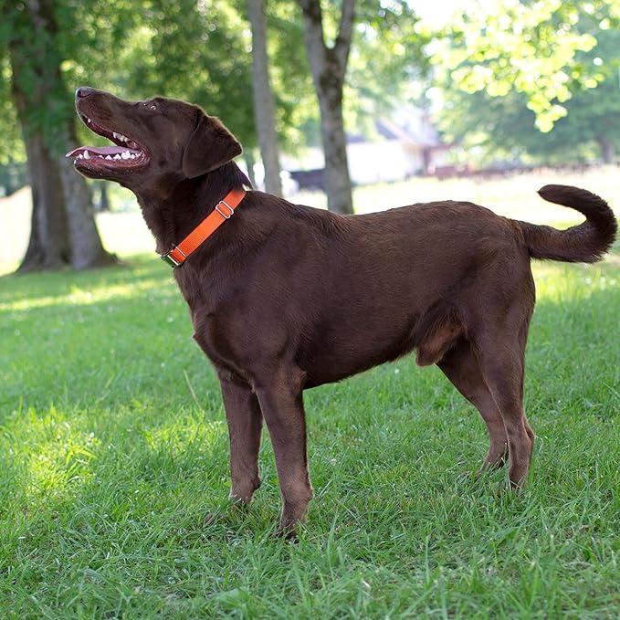 Country Brook Petz - Martingale Dog Collar - Heavy-Duty Training Collar with No Buckle - Service Dog Collar for All Pups - 10+ Warm Colors (Orange, 3/4 Inch, Small)