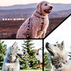 Wolfgang Heavy Duty, Adjustable Dog Collar with Quick Release Nylon Buckle for Walking & Training, LostArt Print, Large