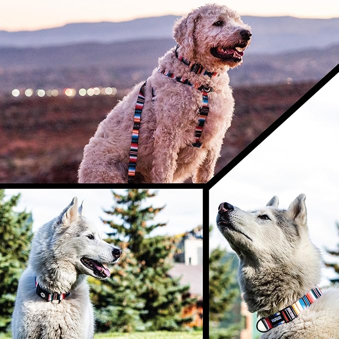 Wolfgang Heavy Duty, Adjustable Dog Collar with Quick Release Nylon Buckle for Walking & Training, LostArt Print, Small
