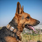 Carhartt Pet Fully Adjustable Wide Webbing Collar for Dogs, Heavy Duty Nylon for Walking & Training, Black, Large