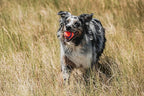Chuckit! Ultra Ball Dog Toy - Medium Bouncy Fetch Balls for Dogs 20-60 lbs - Made from Durable Rubber - Floating Water Pet Toys - Size Medium - 2.5-inch Diameter (Pack of 4)