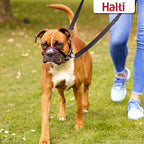 Halti Optifit Headcollar Size Medium & Halti Training Leash Size Large, Black Combination Pack - Stop Your Dog Pulling on the Leash. Adjustable with Padded Nose Band. Suitable for Medium Dogs